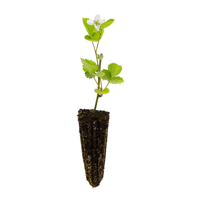Rubus fruticosus cv. "Loch Ness" - more senza spine (Alveolo forestale)