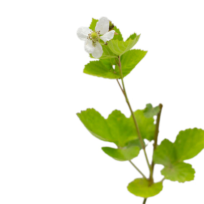 Rubus fruticosus cv. "Loch Ness" - more senza spine (Alveolo forestale)