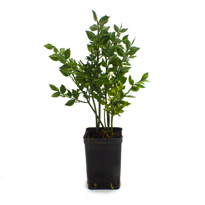 Ruscus aculeatus - butcher's broom (Square vase 7x7x10 cm)