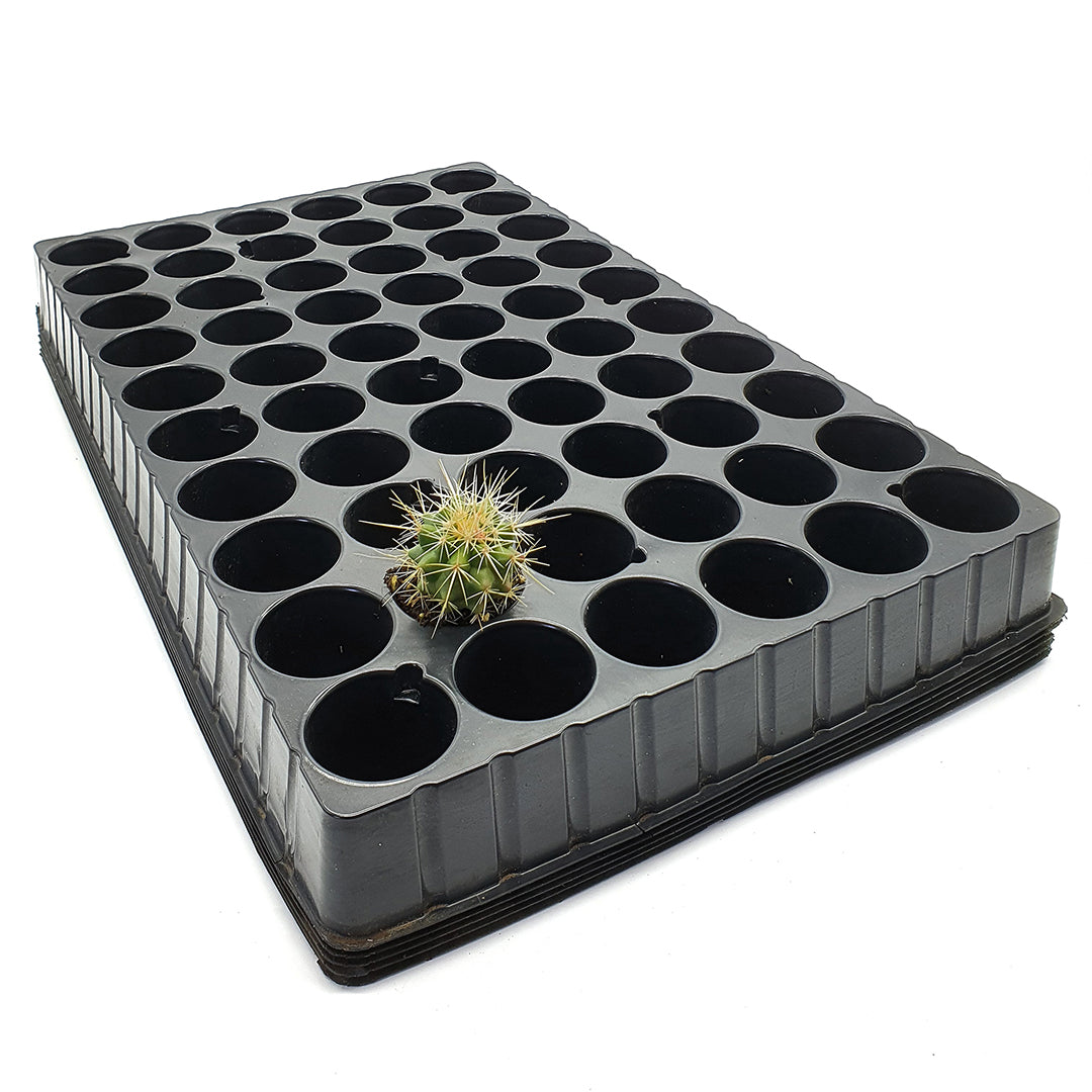 Alveolar seed tray 60 holes - sowing and cutting (set of 3 pieces)