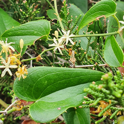 Smilax aspera - sarsaparilla, sarsaparilla (forest honeycomb)