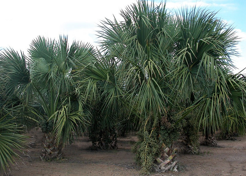 Sabal mexicana - sabal del Messico (Alveolo forestale)