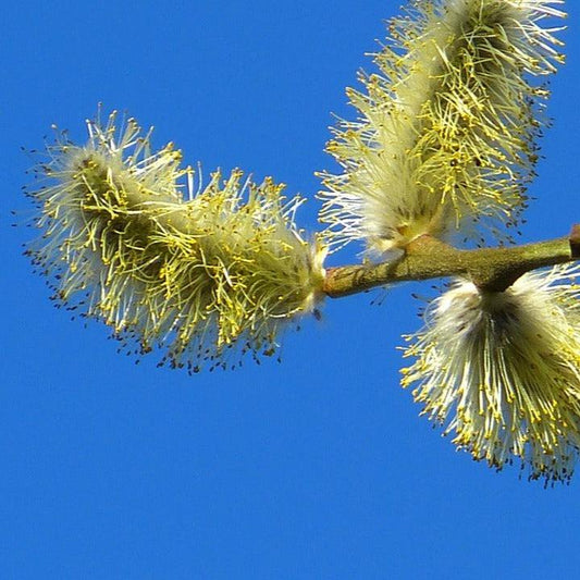 Salix caprea - willowwort (forest honeycomb)