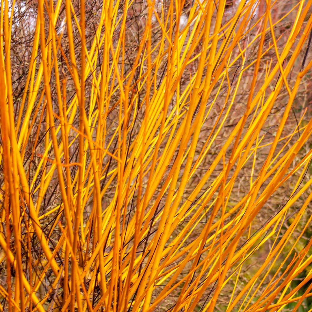 Salix alba x fragilis - hybrid willow (forest honeycomb)