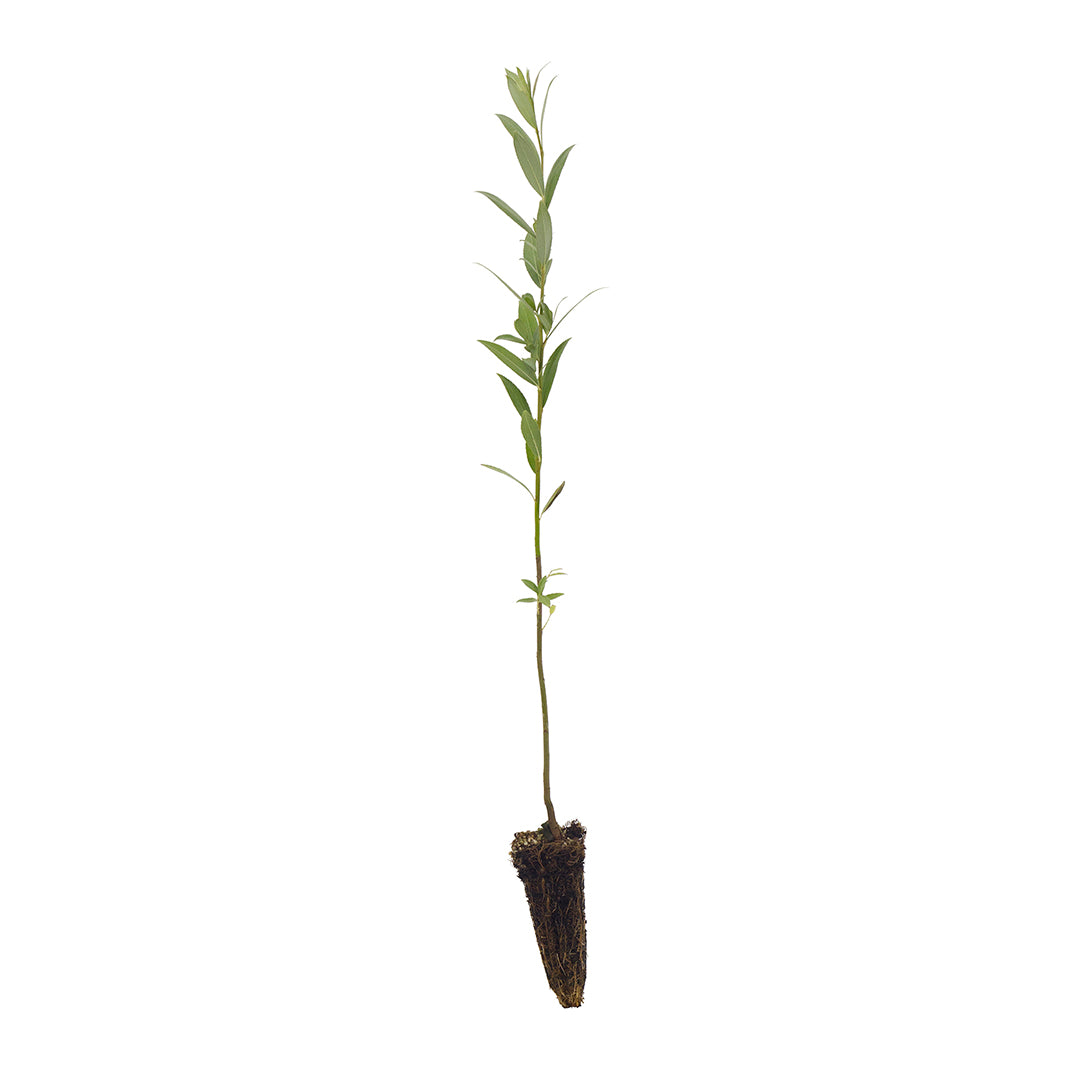 10x Salix alba - salice bianco (Offerta 10 Alveoli forestali)