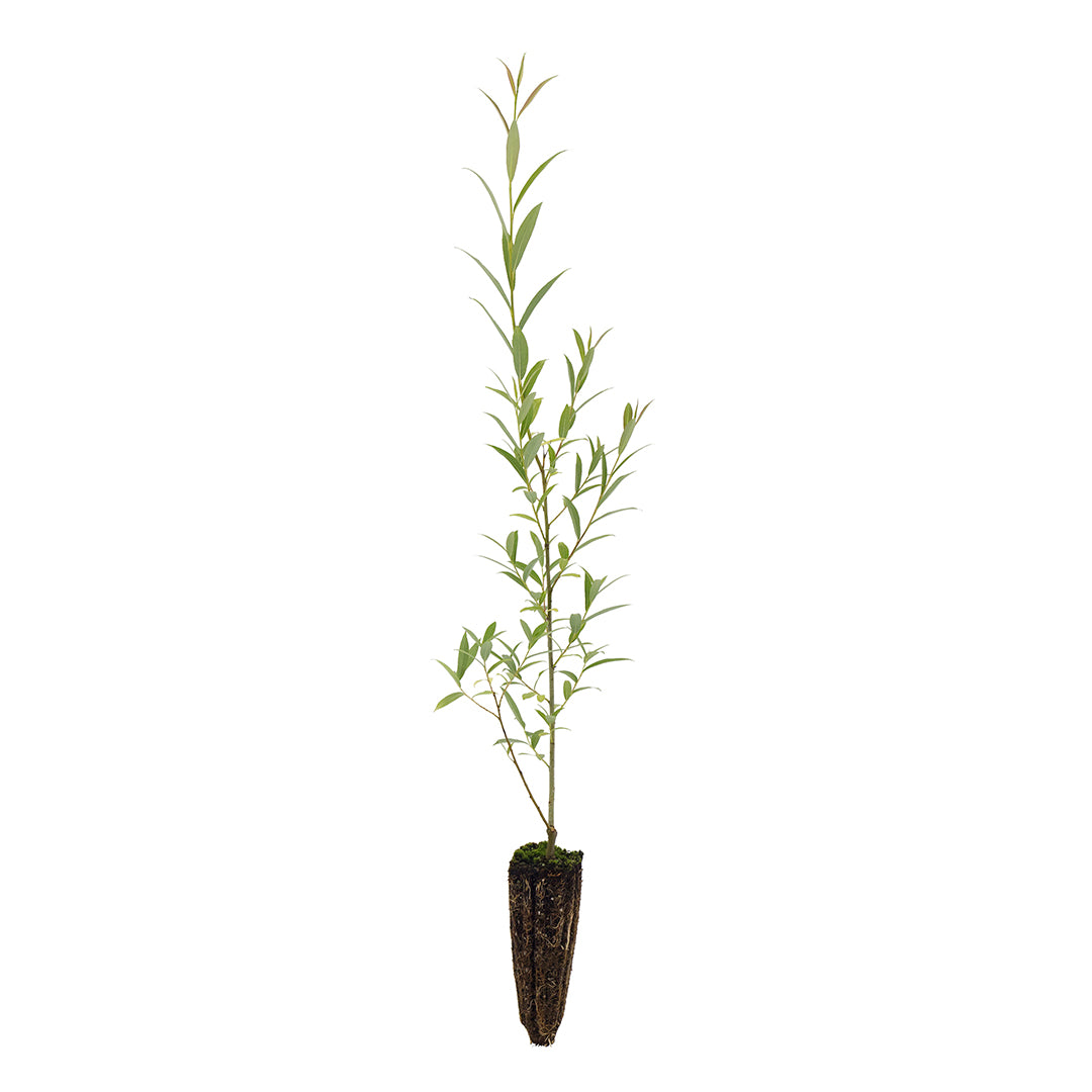 10x Salix alba subsp. Tristis - Salice bianco piangente (Offerta 10 Alveoli forestali)