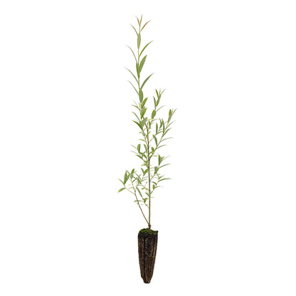 10x Salix alba subsp. Tristis - Salice bianco piangente (Offerta 10 Alveoli forestali)