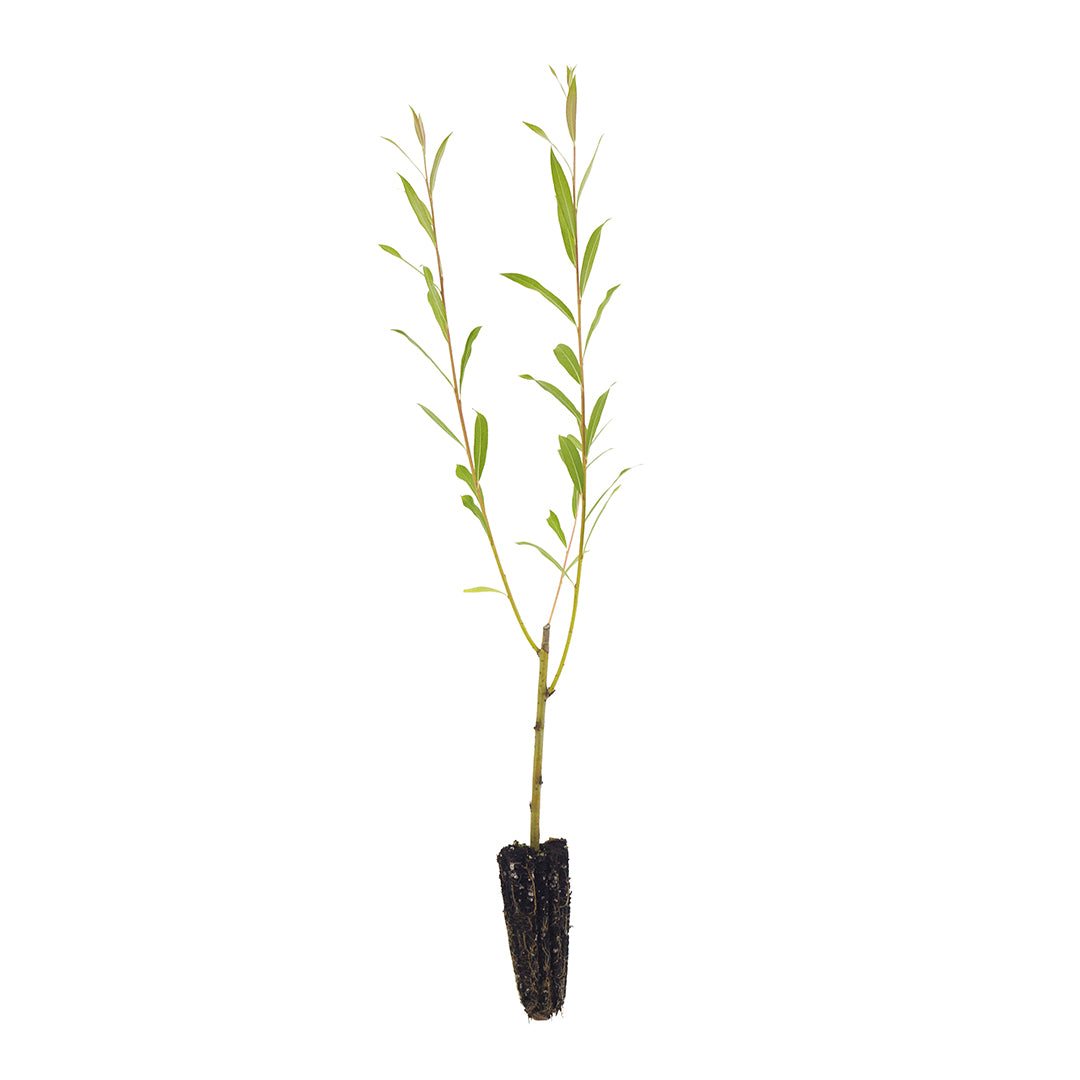 10x Salix alba subsp. Vitellina - Salice dorato (Offerta 10 Alveoli forestali)