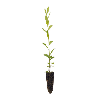 Salix caprea - salicone (Offer 40 Forest alveoli)