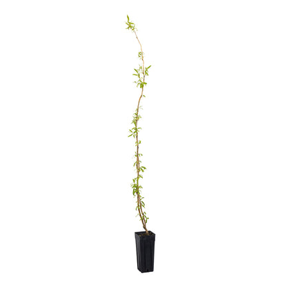 Salix matsudana tortuosa aurea - salice contorto (Vaso quadro 9x9x20 cm)