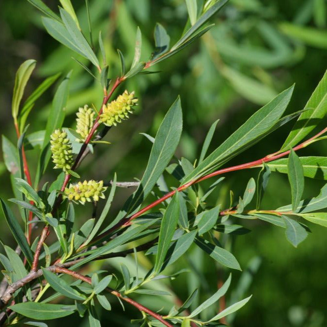 Salix purpurea (Alveolo Forestale)