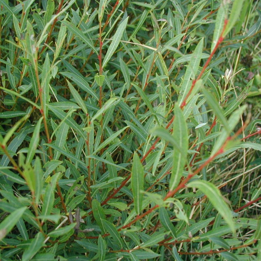 Salix purpurea (Alveolo Forestale)