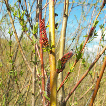 Salix purpurea (Alveolo Forestale)