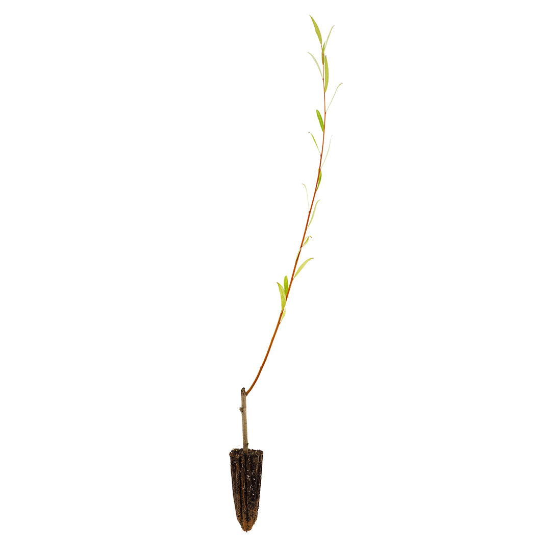 10x Salix alba x fragilis - salice ibrido (Offerta 10 Alveoli forestali)