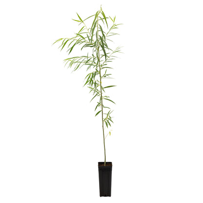 Salix babylonica - weeping willow (Square vase 9x9x20 cm)