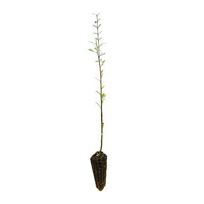 Salix purpurea (Alveolo Forestale)