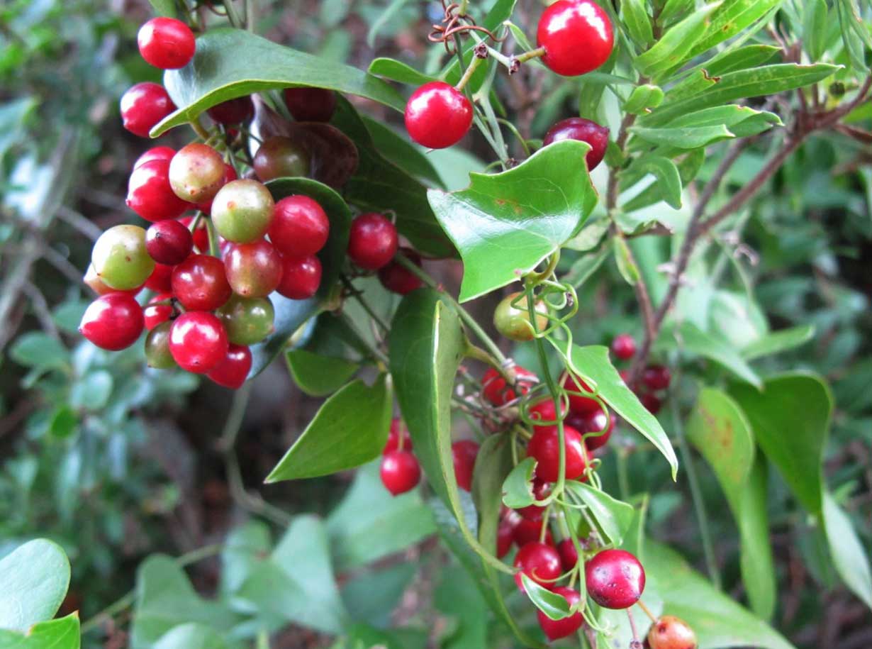 Smilax aspera - sarsaparilla, sarsaparilla (forest honeycomb)