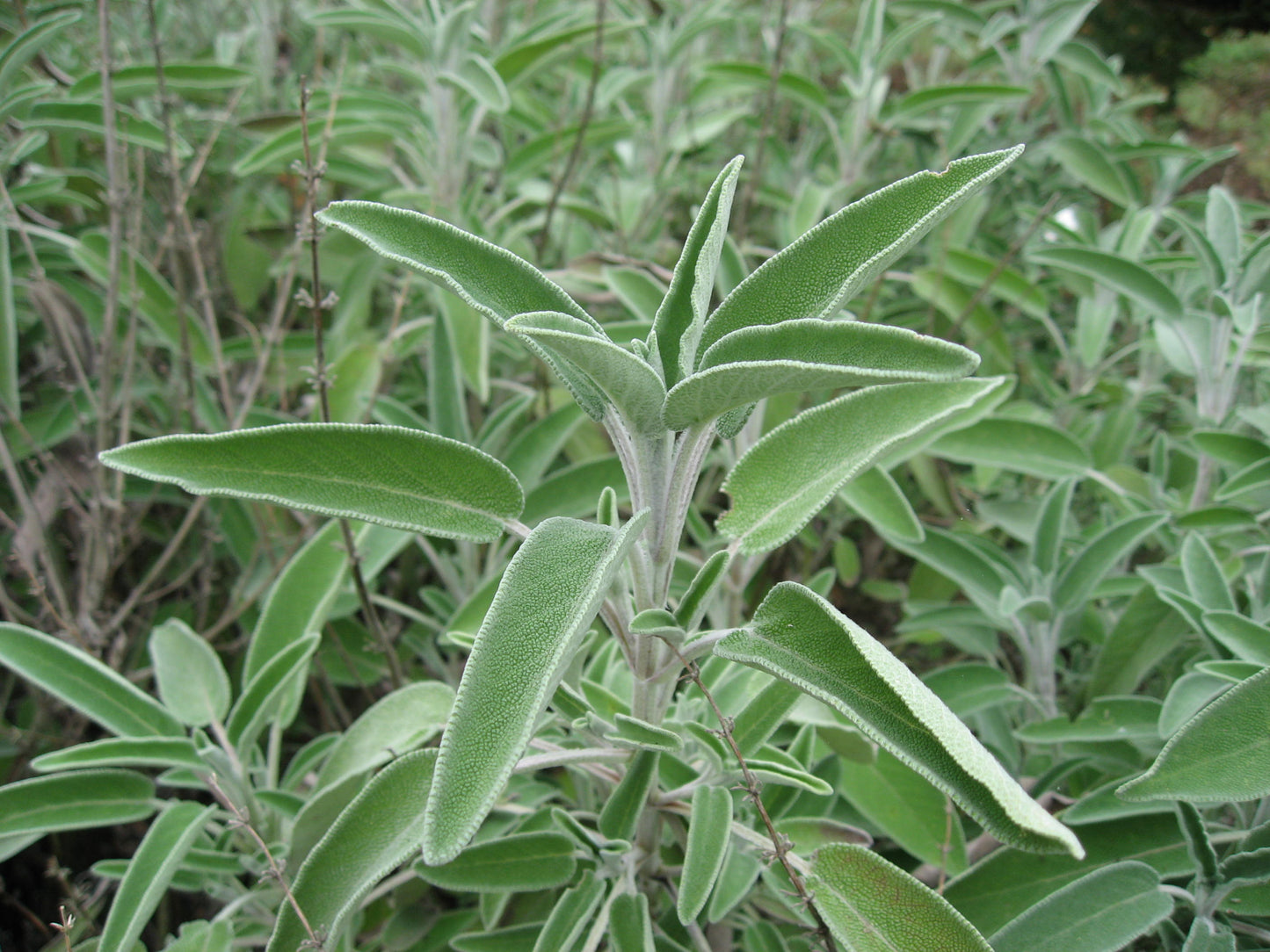 Salvia officinalis (ecotype Sonnino, LT) - sage SET 2 PLANTS (Forestry alveolus)