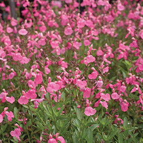 Salvia greggii (fiore rosa) - salvia di Gregg (Vaso quadro 7x7x8 cm)