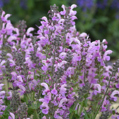 Salvia greggii (fiore lilla) - salvia di Gregg (Vaso quadro 7x7x8 cm)