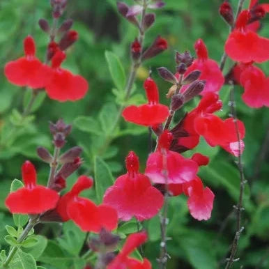 Salvia greggii fiore rosso VivaiMDB