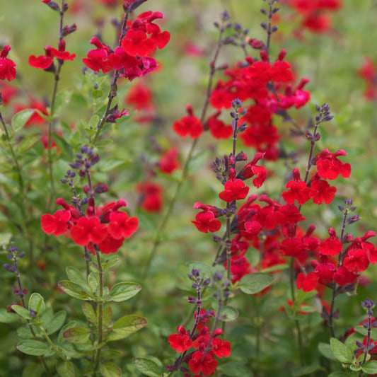Salvia greggii fiore rosso vaso quadro VivaiMDB