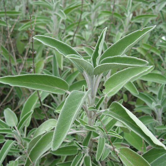 Salvia officinalis (Sonnino ecotype, LT) - sage (Forest honeycomb)