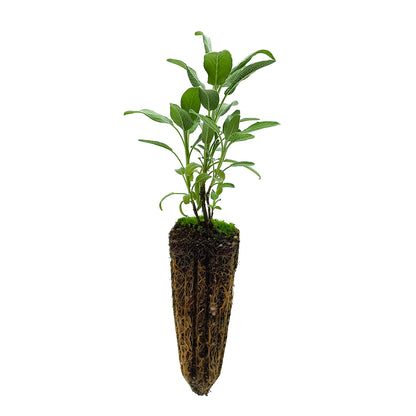 Salvia officinalis (ecotipo Sonnino, LT) - salvia (Alveolo forestale)