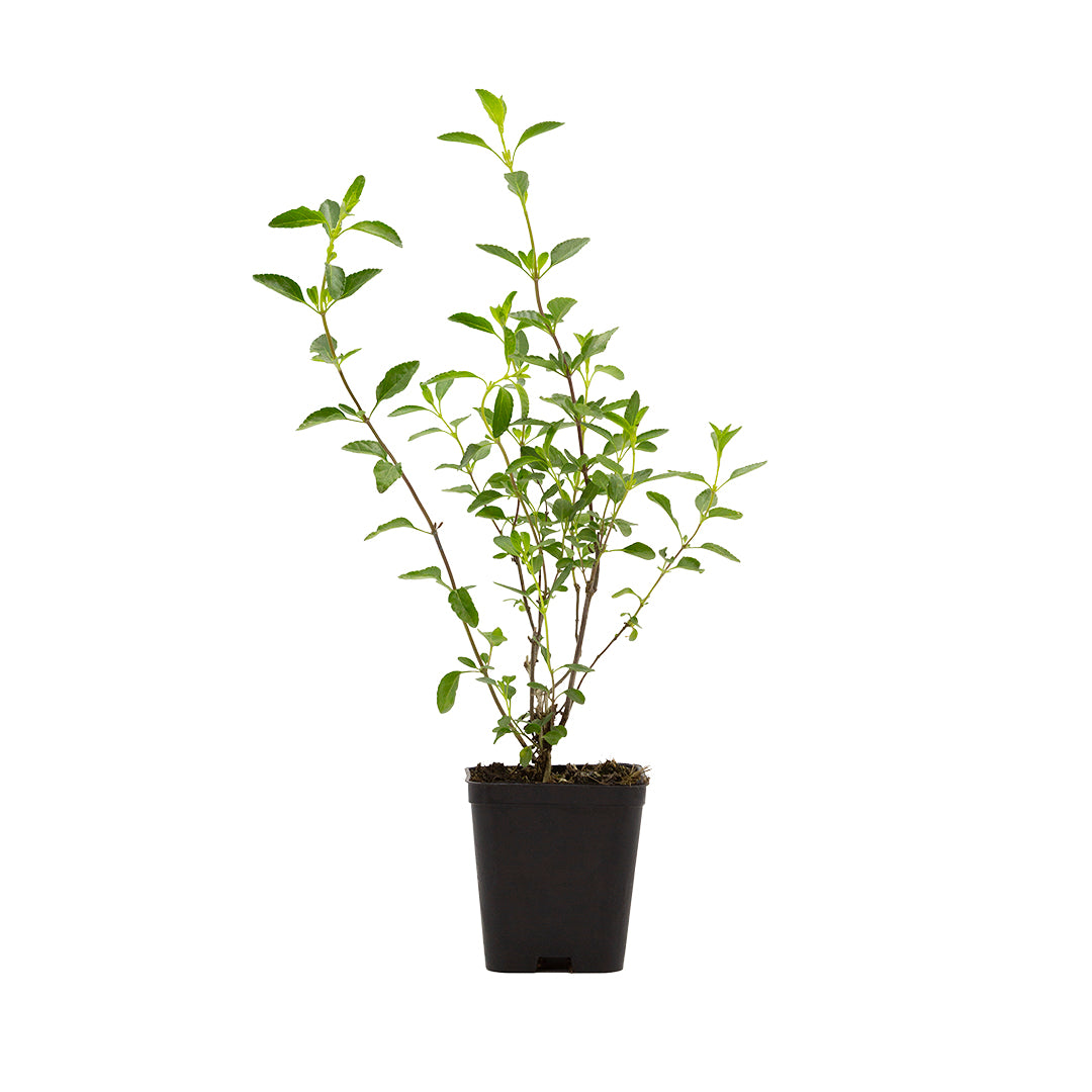 Salvia greggii (fiore lilla) - salvia di Gregg (Vaso quadro 7x7x8 cm)
