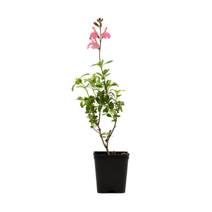 Salvia greggii (fiore rosa) - salvia di Gregg (Vaso quadro 7x7x8 cm)