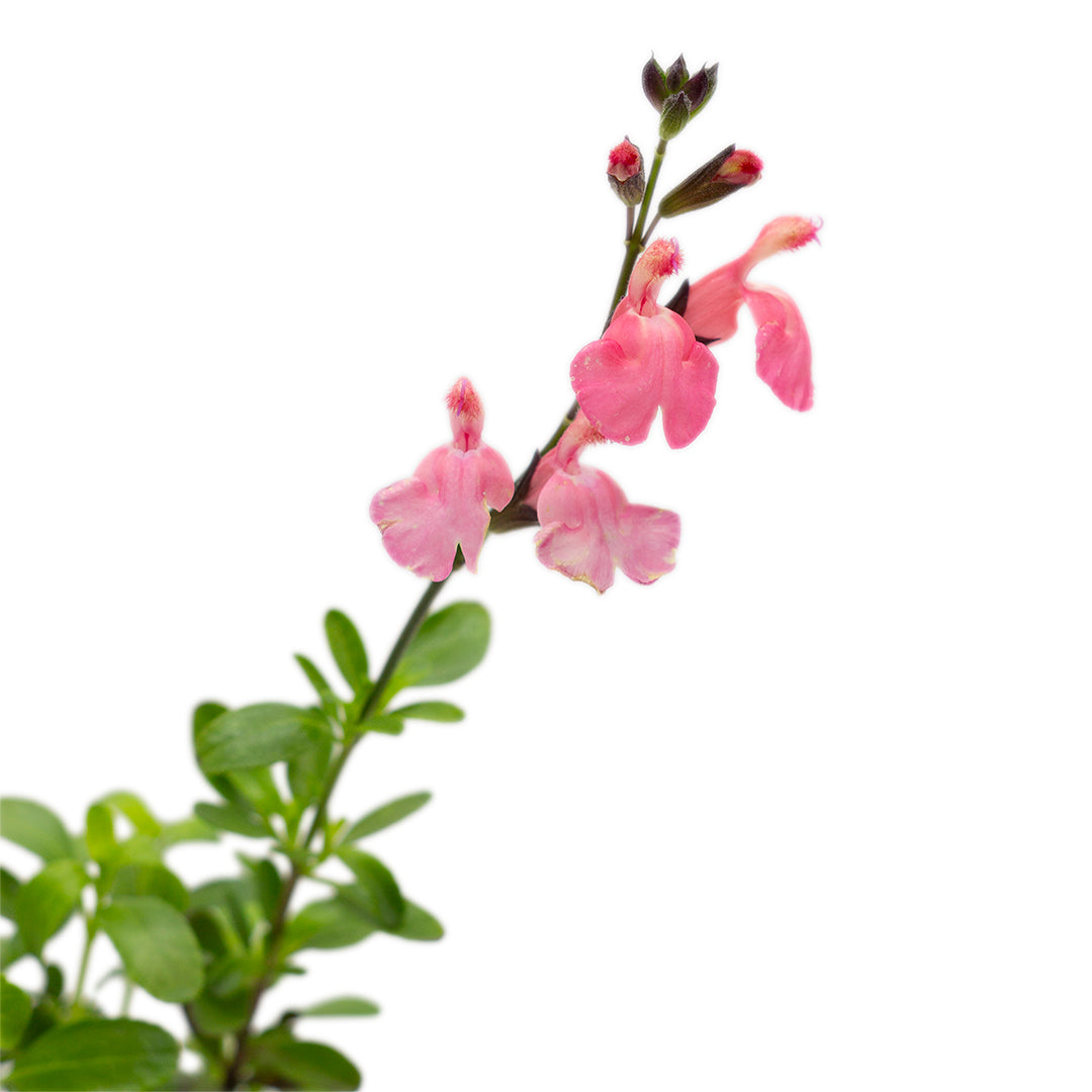 Salvia greggii (fiore rosa) - salvia di Gregg (Vaso quadro 7x7x8 cm)