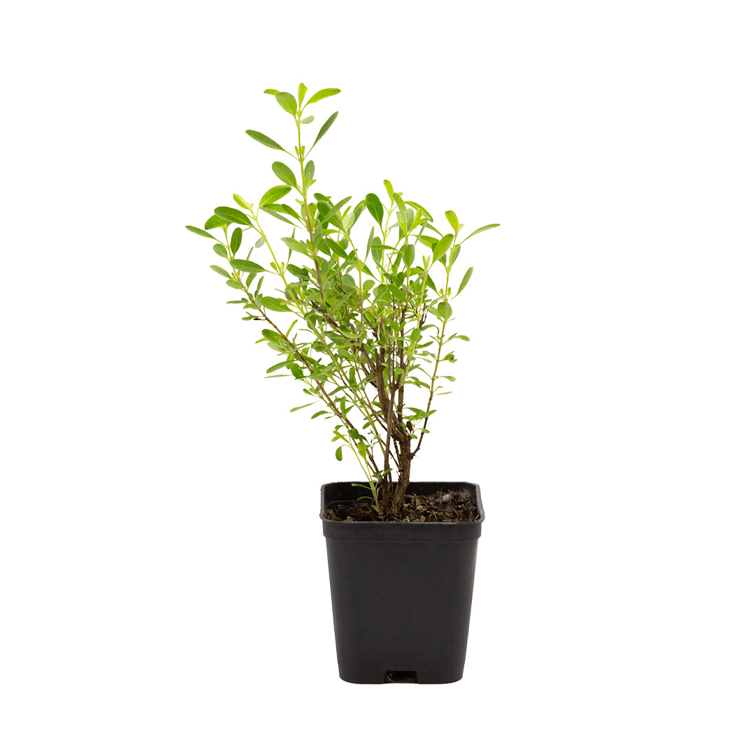 Salvia greggii (fiore rosso) - salvia di Gregg (Vaso quadro 7x7x8 cm)
