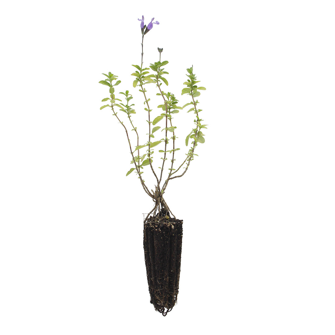 Salvia microphylla - (fiore lilla) salvia da fiore ornamentale (Alveolo forestale)