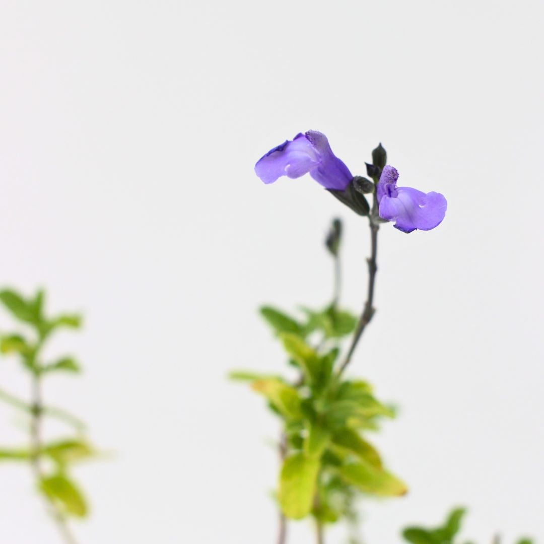 Salvia microphylla - (fiore lilla) salvia da fiore ornamentale (Alveolo forestale)