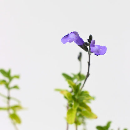Salvia microphylla - (fiore lilla) salvia da fiore ornamentale (Alveolo forestale)
