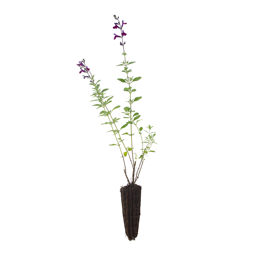 Salvia microphylla - (fiore viola) salvia da fiore ornamentale (Alveolo forestale)