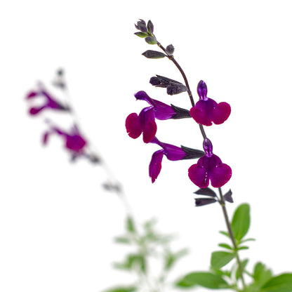 Salvia microphylla - (fiore viola) salvia da fiore ornamentale (Alveolo forestale)