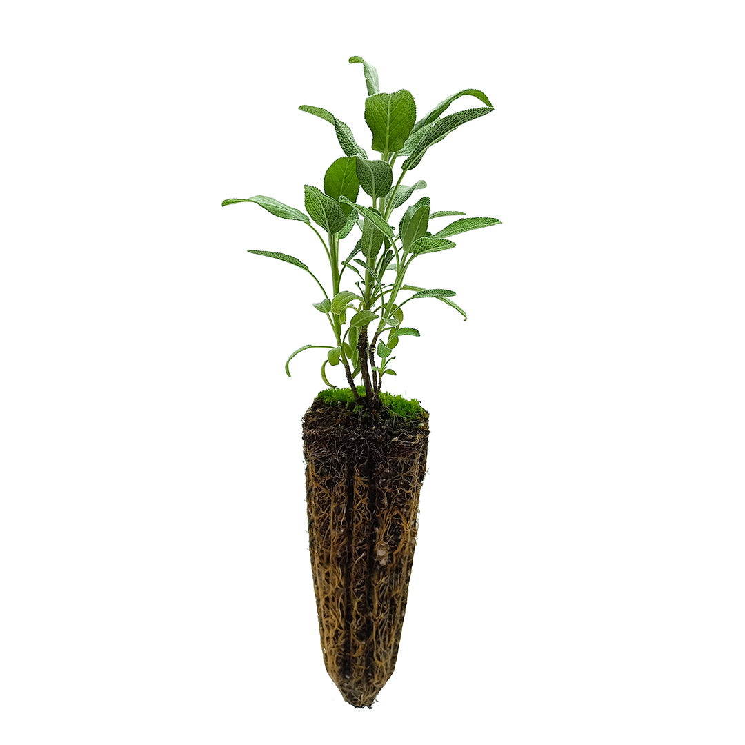 Salvia officinalis (ecotipo Sonnino, LT) - salvia SET 2 PIANTE (Alveolo forestale)