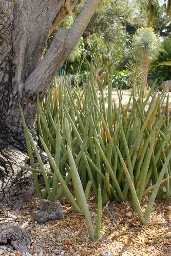 Sansevieria cylindrica - dente di Facocero (Vaso 20 cm)