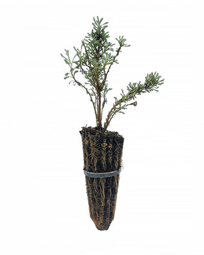 Santolina chamaecyparissus - santolina SET 2 PLANTS (Forestry alveolus)