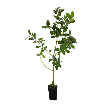 Sarcococca ruscifolia - falso pungitopo (Vaso quadro 9x9x13 cm)