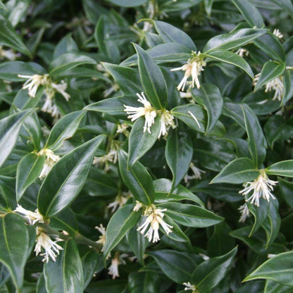 Sarcococca confusa - sarcococca (Alveolo forestale)