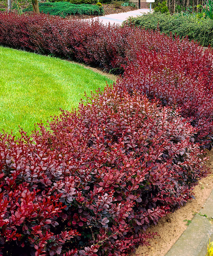 Berberis Thunbergii Cv. Atropurpurea - Crespino Giapponese (Alveolo Forestale)