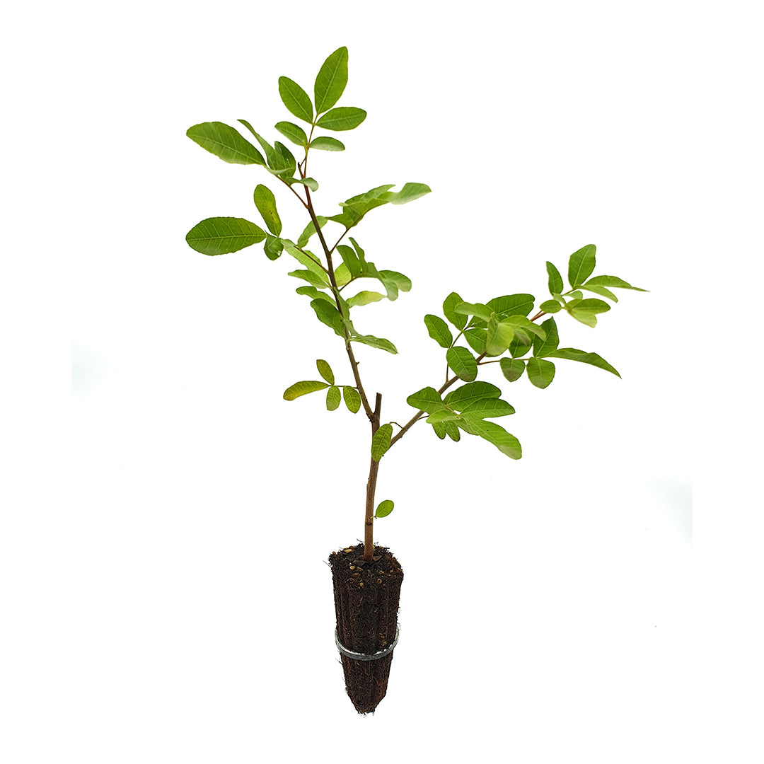 Schinus terebinthifolius - pepe brasiliano (Alveolo forestale)