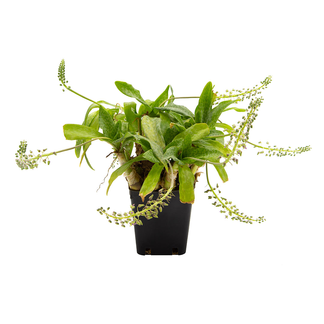 Scilla maculata - scilla maculata (Vaso quadro 9x9x10 cm)