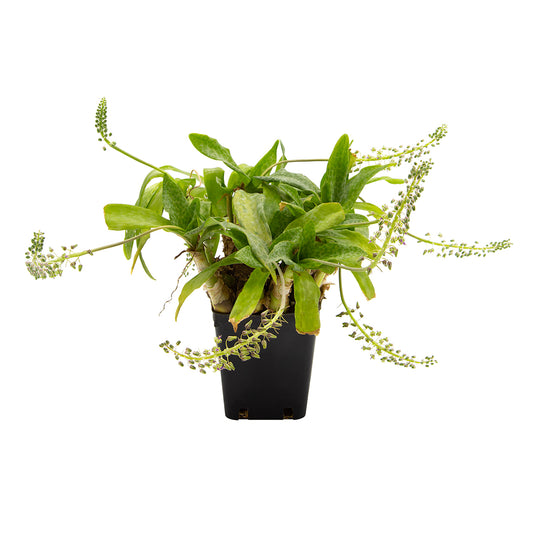 Scilla gigantea - scilla gigante (Vaso quadro 9x9x10 cm)
