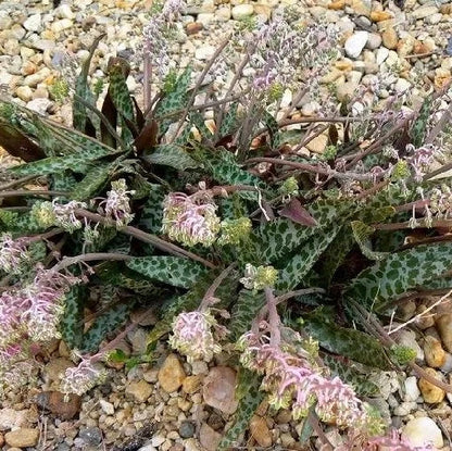 Scilla pauciflora - scilla (Vaso quadro 9x9x10 cm)