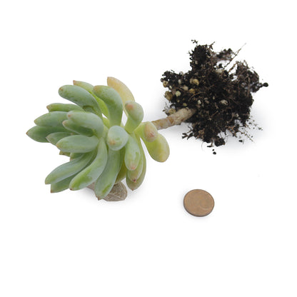 Sedeveria 'Blue Elf' - sedeveria ibrida (1 Talea)
