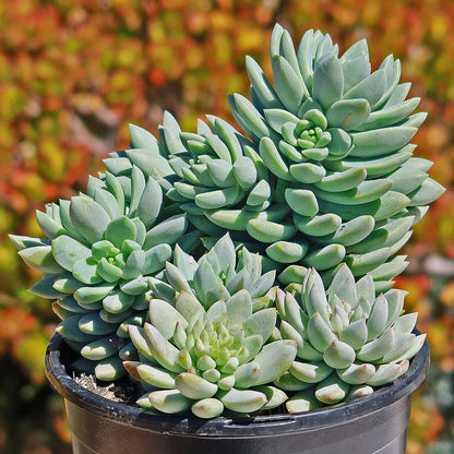 Sedeveria 'Blue Elf' - sedeveria ibrida (1 Talea)