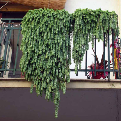 Sedum morganianum (Pianta da seminiera)